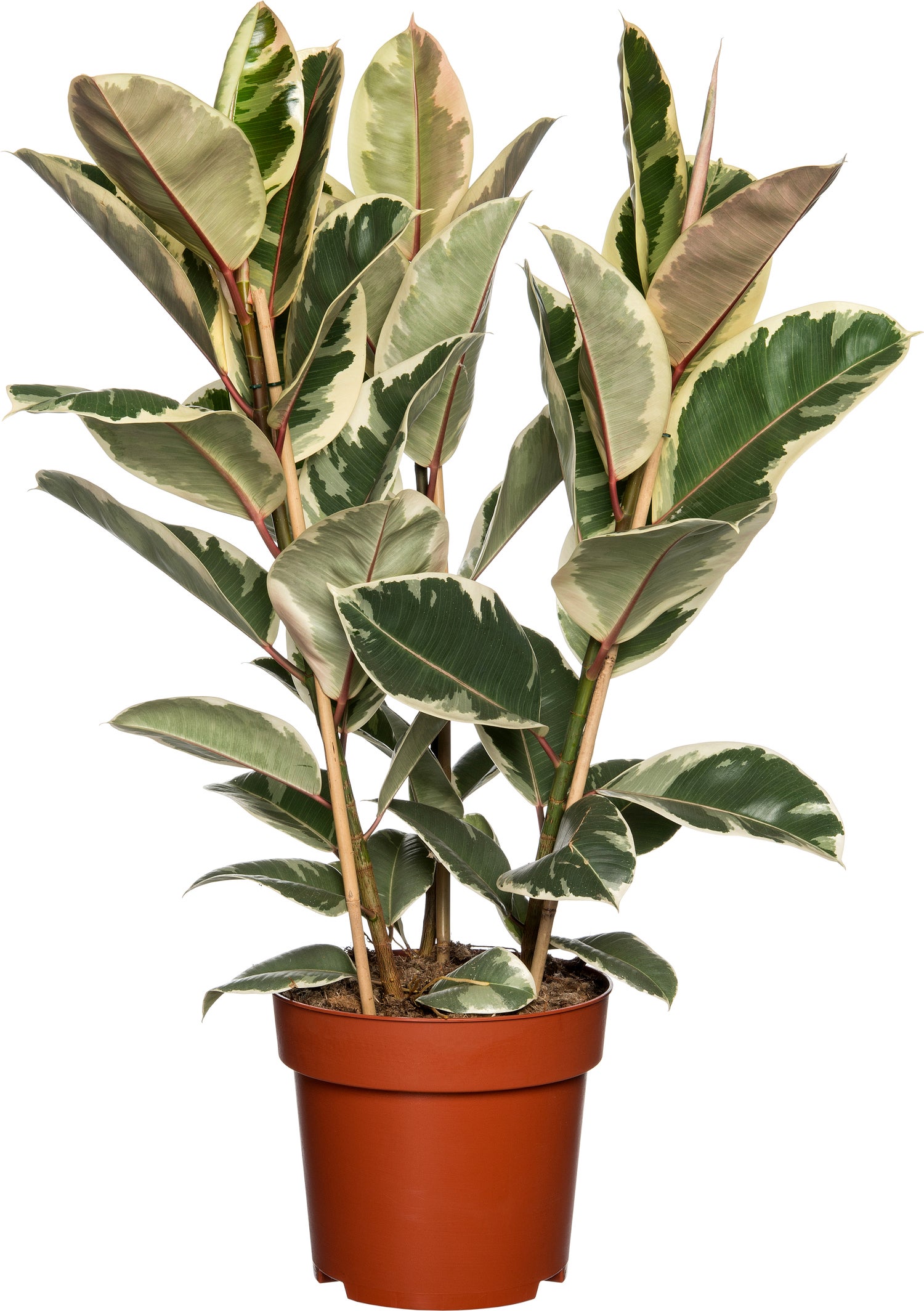 Rubberboom (Ficus elastica 'Tineke') D 27 H 90 cm