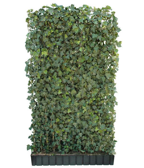 Hecke am laufenden Meter® 'Woerneri' - Efeu,