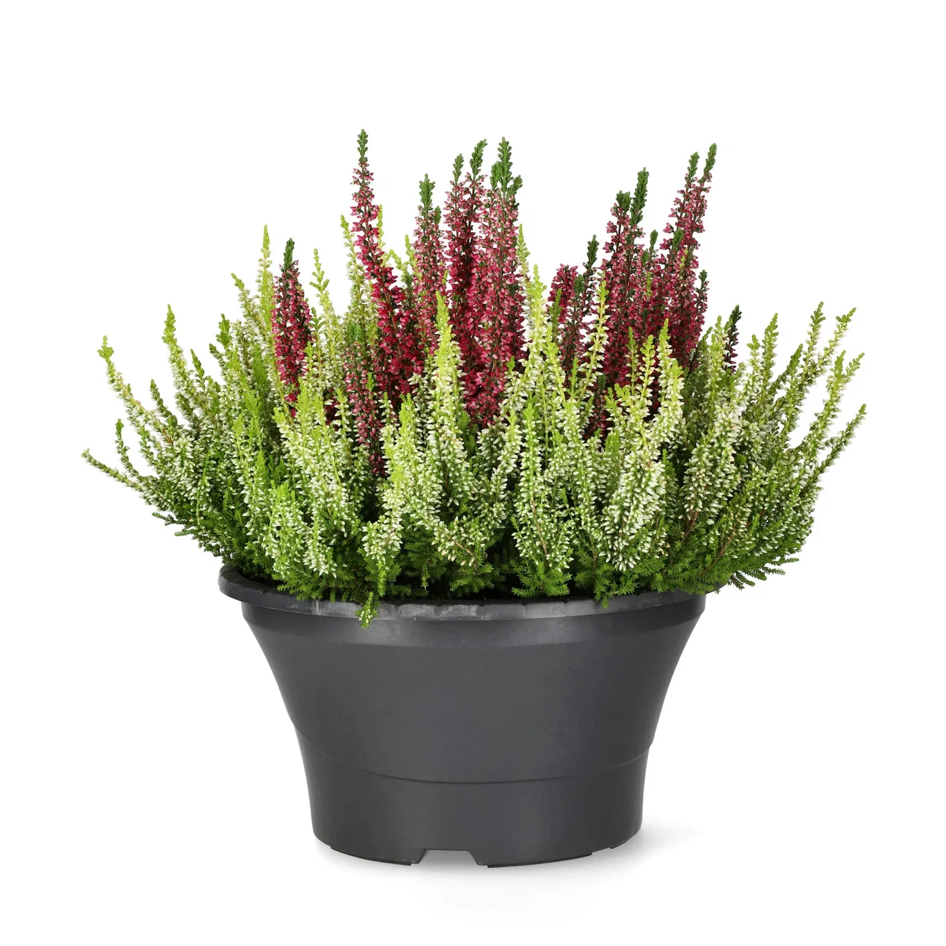 Calluna vulgaris (Beauty Ladies Series) 'Colour Crown' Røsslyng BEAUTY LADIES 'Color Crown' i skål Ø23 cm