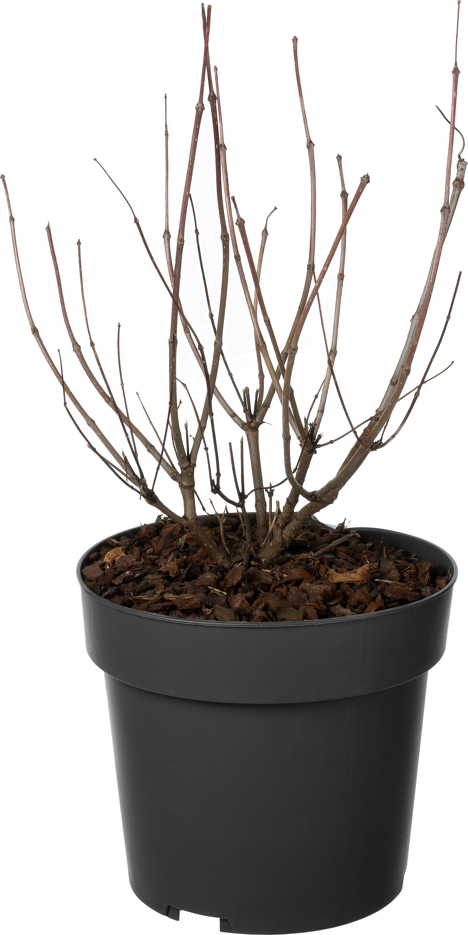 Kogelbloem (Cephalanthus occidentalis) D 19 H 30 cm