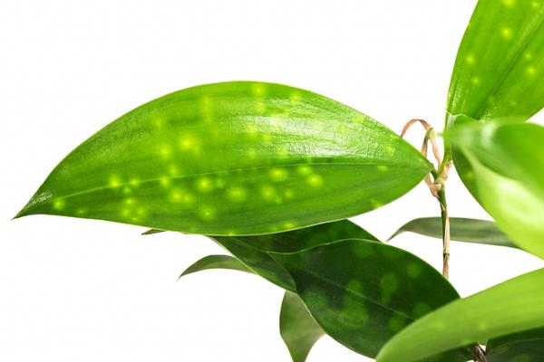 Drachenbaum - Dracaena surculosa, Hydrokultur
