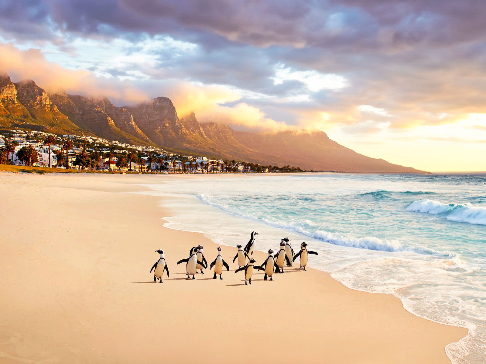 Cape Town Penguins by Robert Jahns - Open Edition.