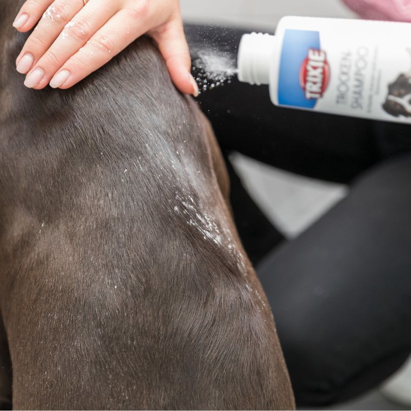 Shampooing sec Trixie
