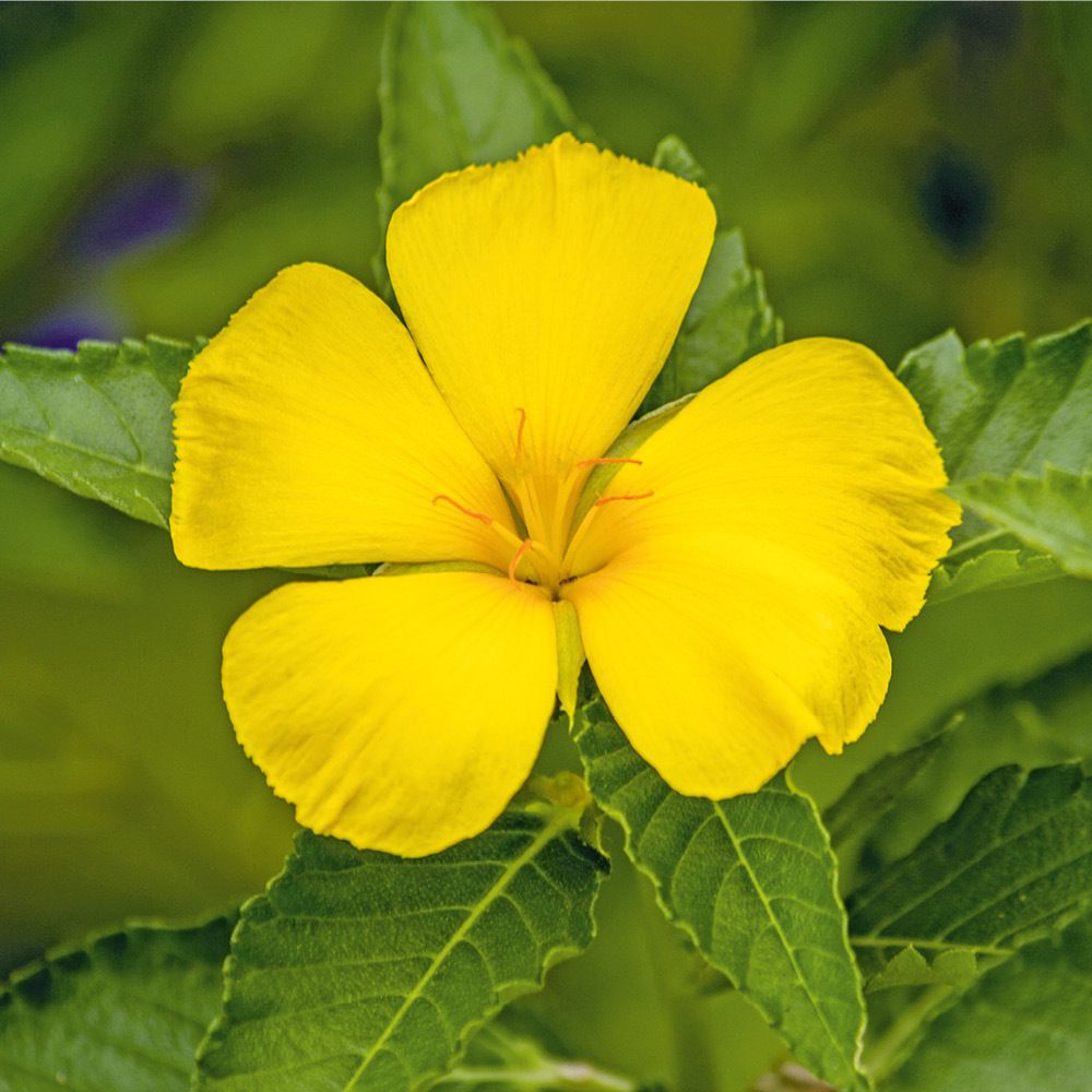 YOHIMBIN VITALCOMPLEX HEVERT®