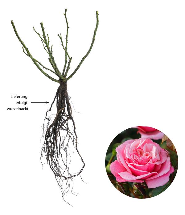 Nostalgie®-Edelrose 'Wildberry®'