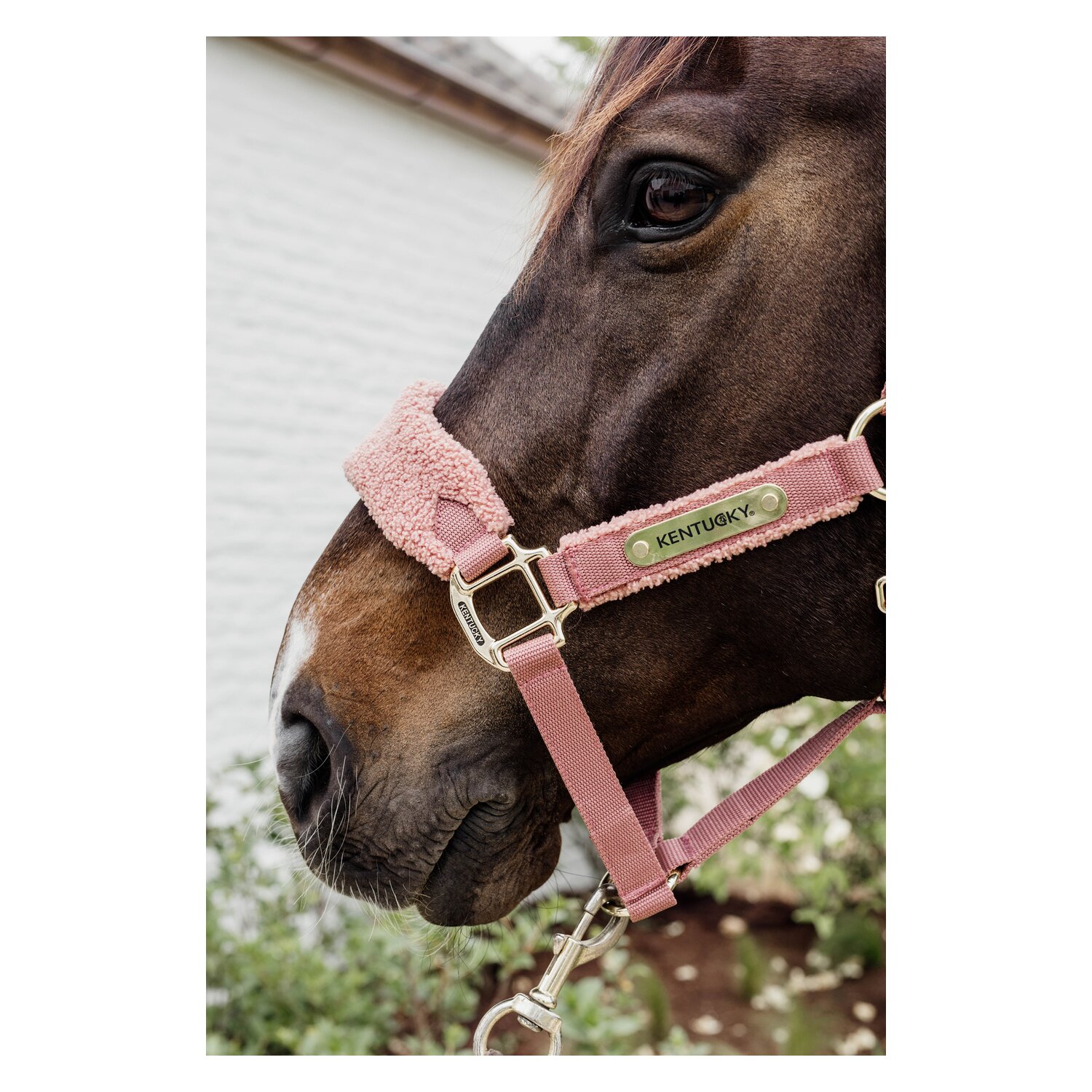 KENTUCKY Teddyfleece-Halfter - old rose