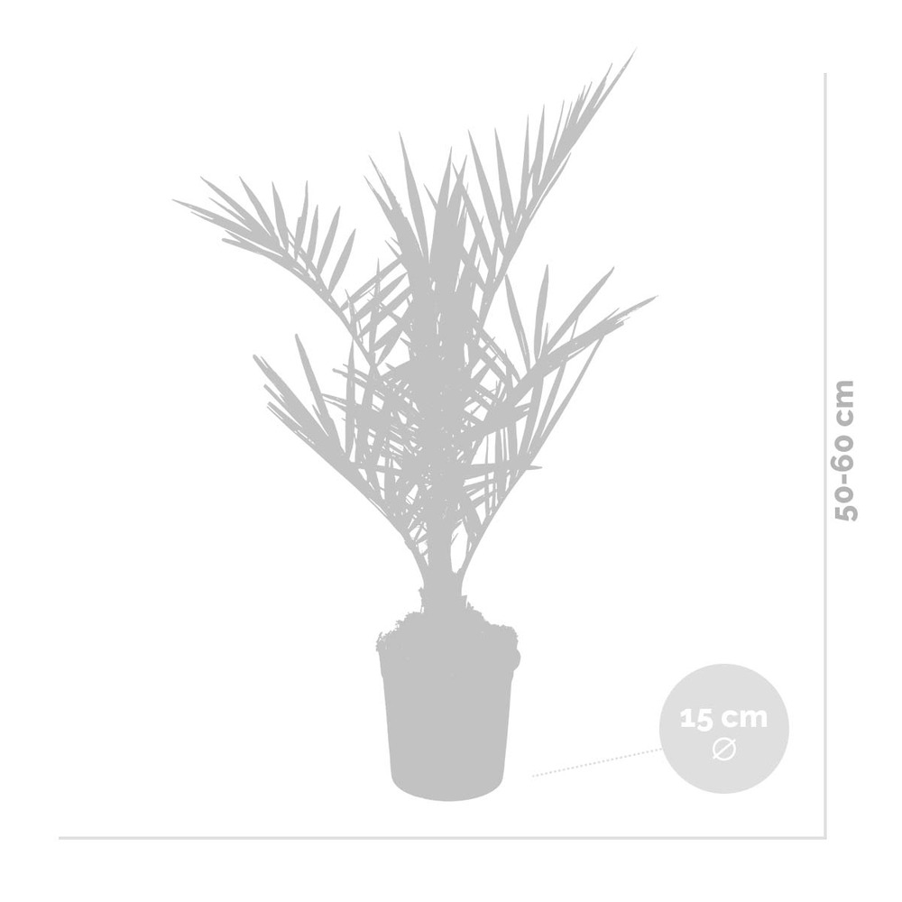 Phoenix canariensis - palmier dattier des canaries - palmier - rustique – ⌀15 cm - ↕50-60 cm