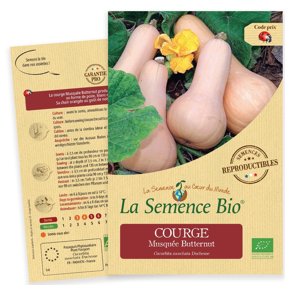 Courge musquée butternut bio