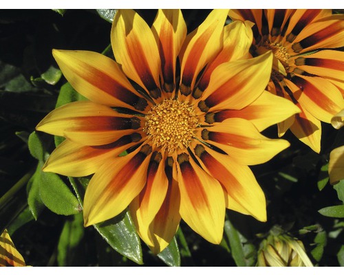 Halfheester Gazania, Midday Gold FloraSelf Gazania splendens Ø 14 cm pot