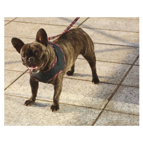 Casaco para cães Croci Peru com arnês
