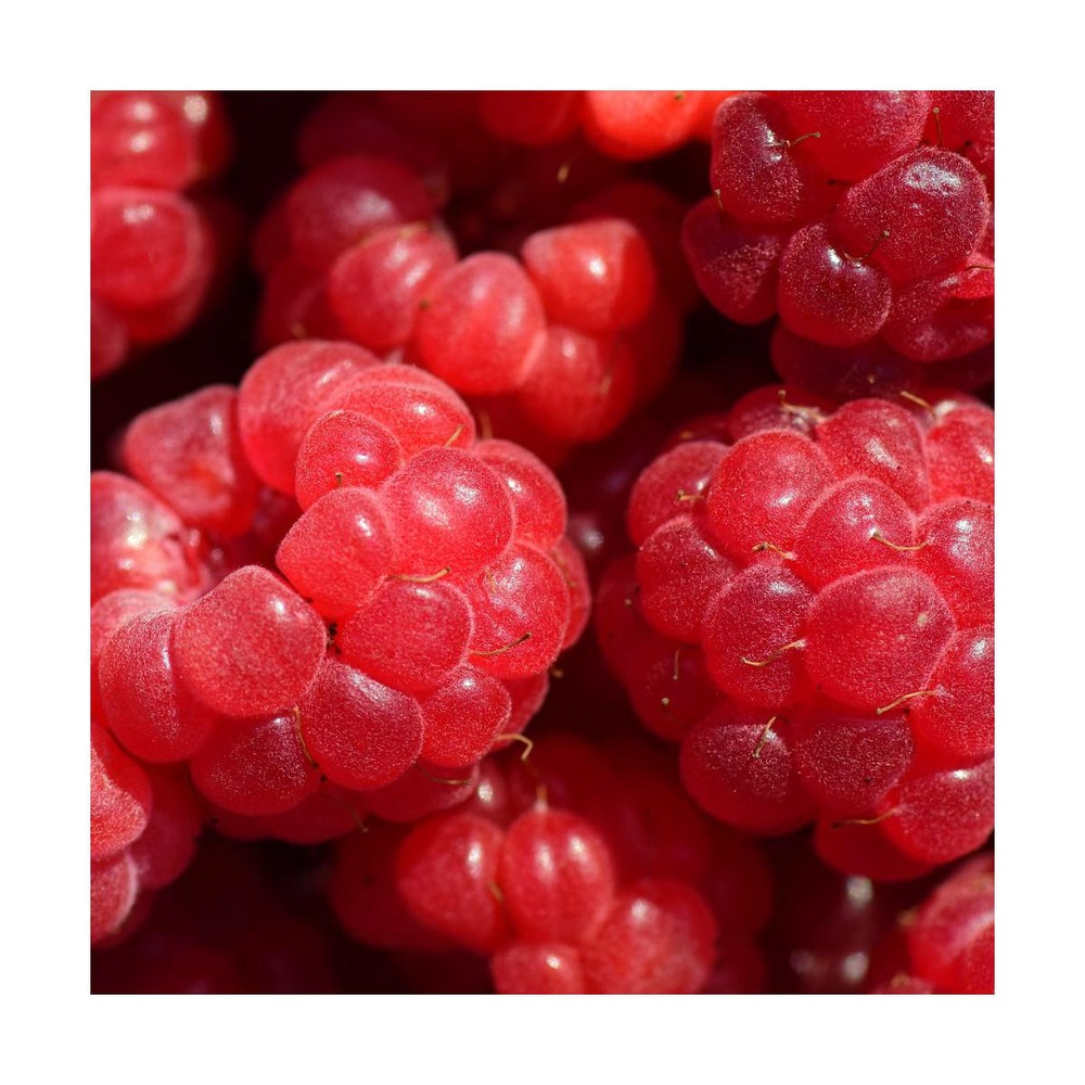 Framboisier idaeus aroma queen® 'aromquee'/rubus idaeus aroma queen® 'aromquee'[-]pot de 1,5l