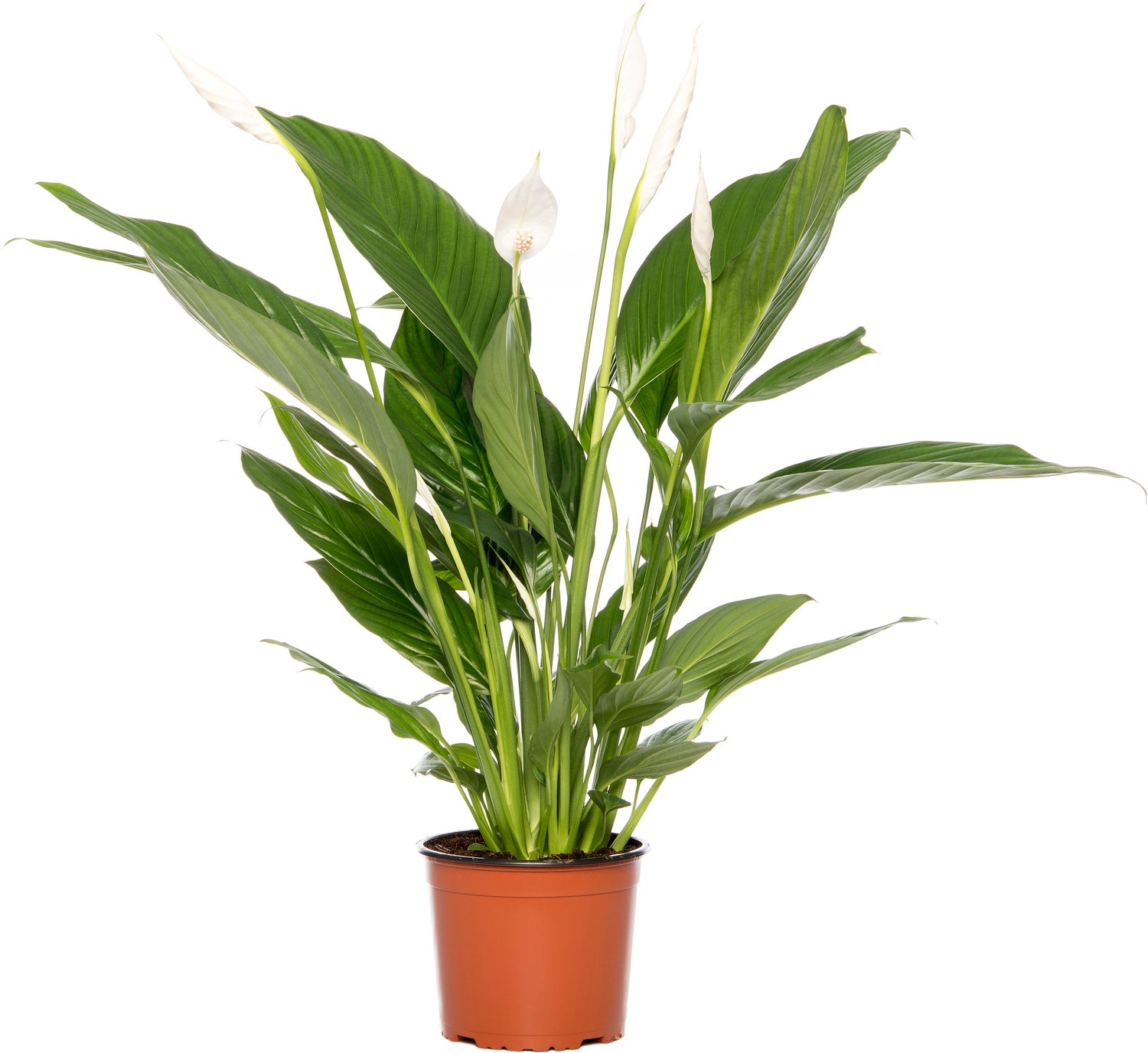 Lepelplant (Spathiphyllum 'Bingo Cupido') D 17 H 65 cm