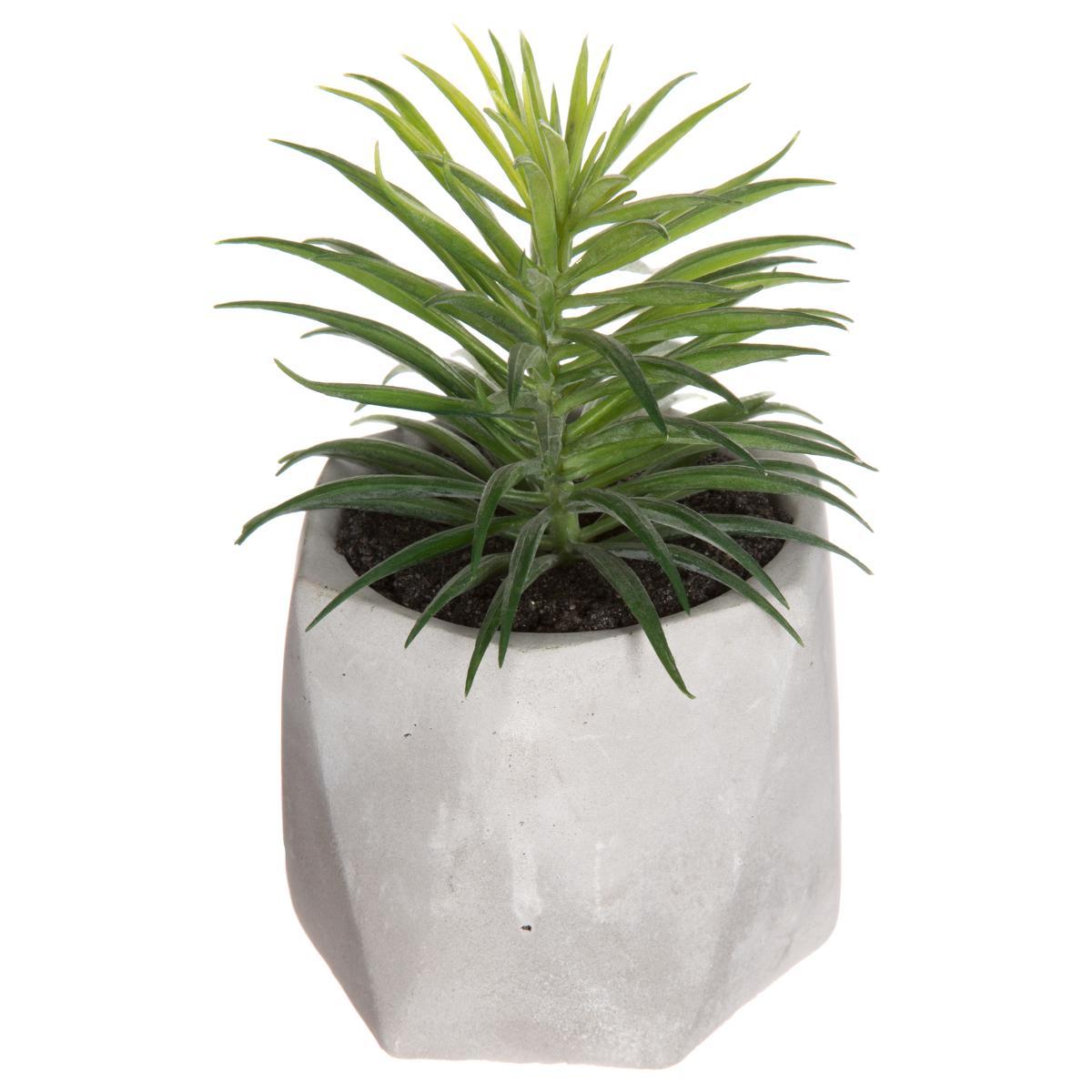 PLANTE GRASSE POT CIMENT MASA H.14CM