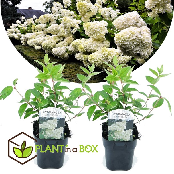 Hydrangea grandiflora - lot de 2