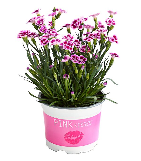 Garten-Nelke 'Pink Kisses®'