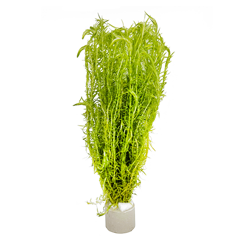Waterplant Mayaca Fluviatilis | Aquariumplant