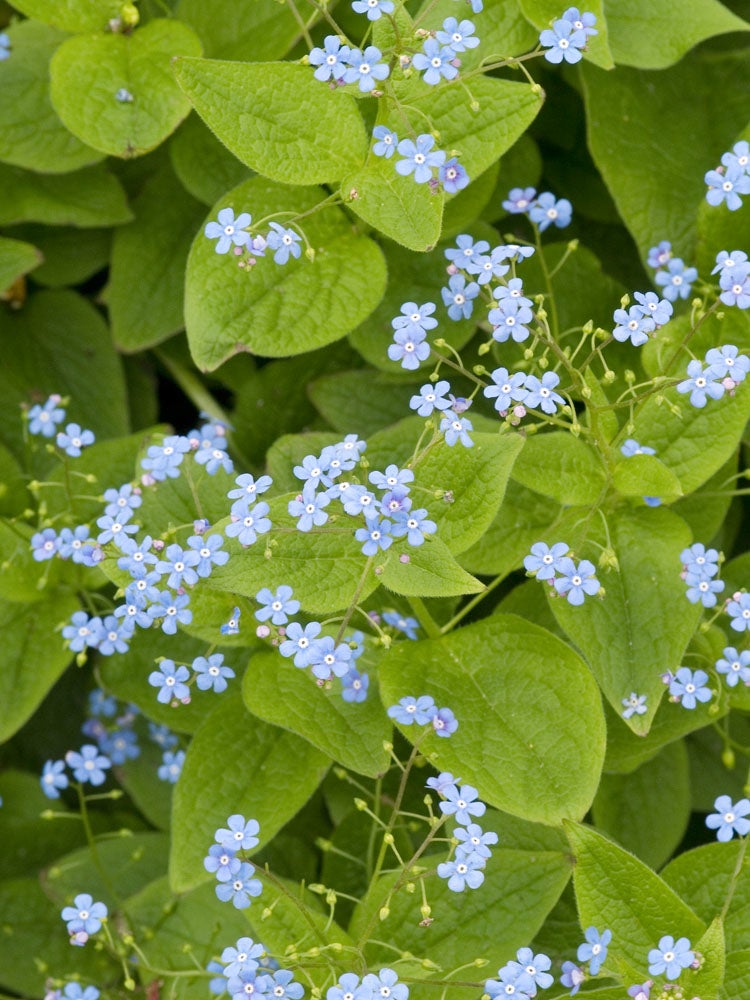 Kaukasische vergeet-mij-niet (Brunnera macrophylla) D 11 H 10 cm