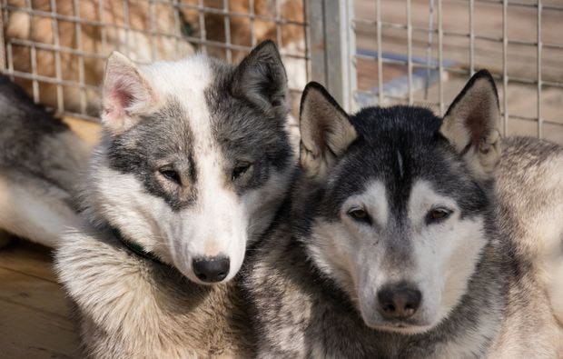 Husky-Trekking in Mödingen als Geschenkidee