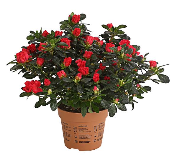 Zimmerazalee - Rhododendron simsii 'Scherrer'