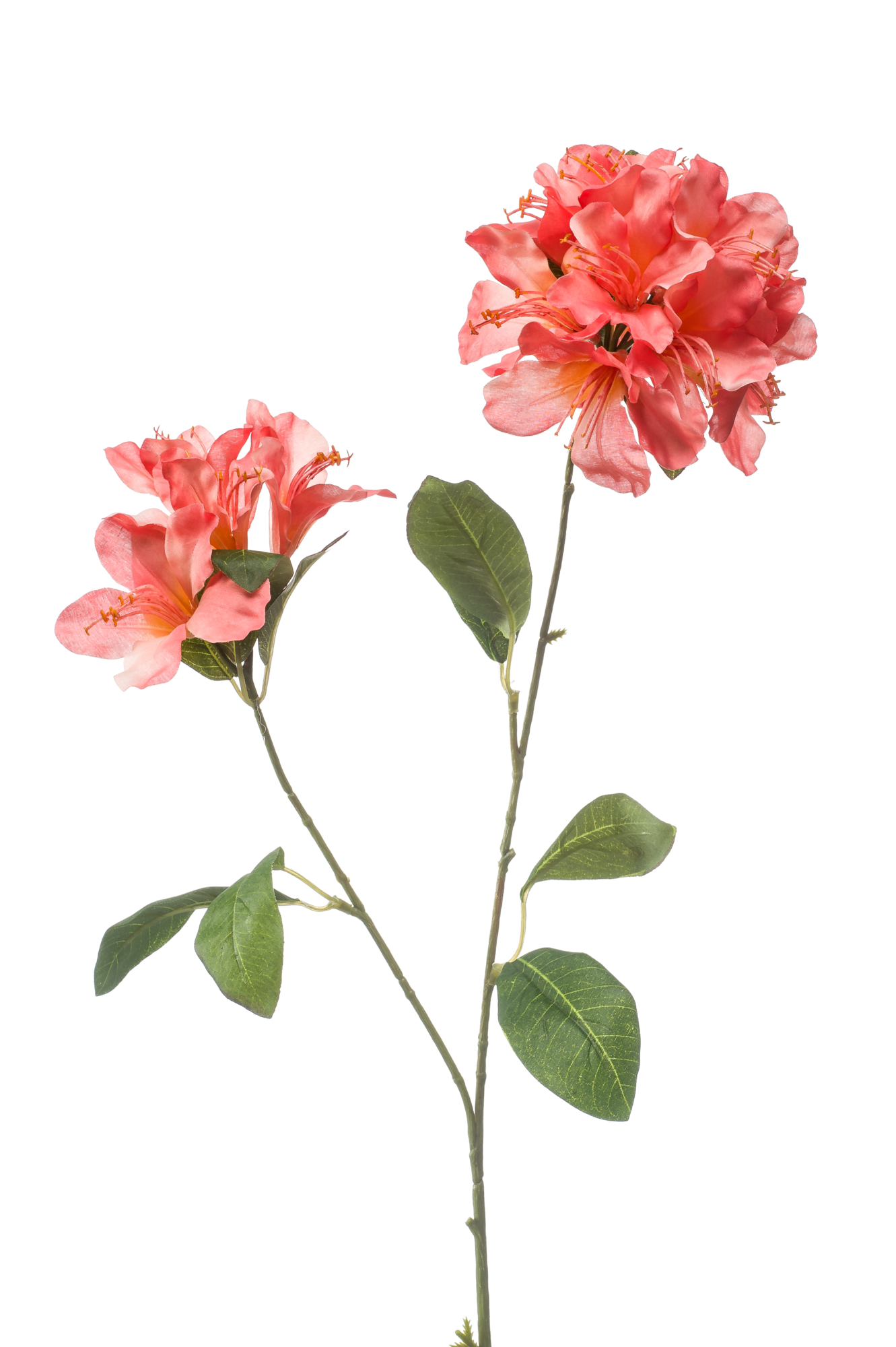 Rhododendron