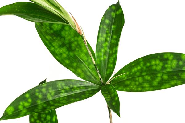Drachenbaum - Dracaena surculosa, Hydrokultur