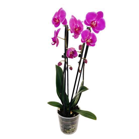 Orchidée Phalaenopsis en cascade 2 tiges - pot D.12 cm
