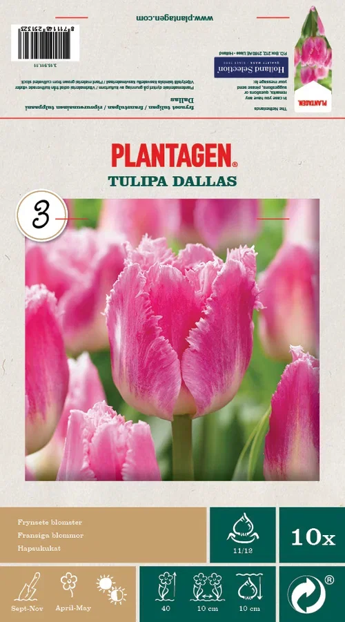 Tulipa gesneriana 'Dallas' Tulipan 'Dallas'