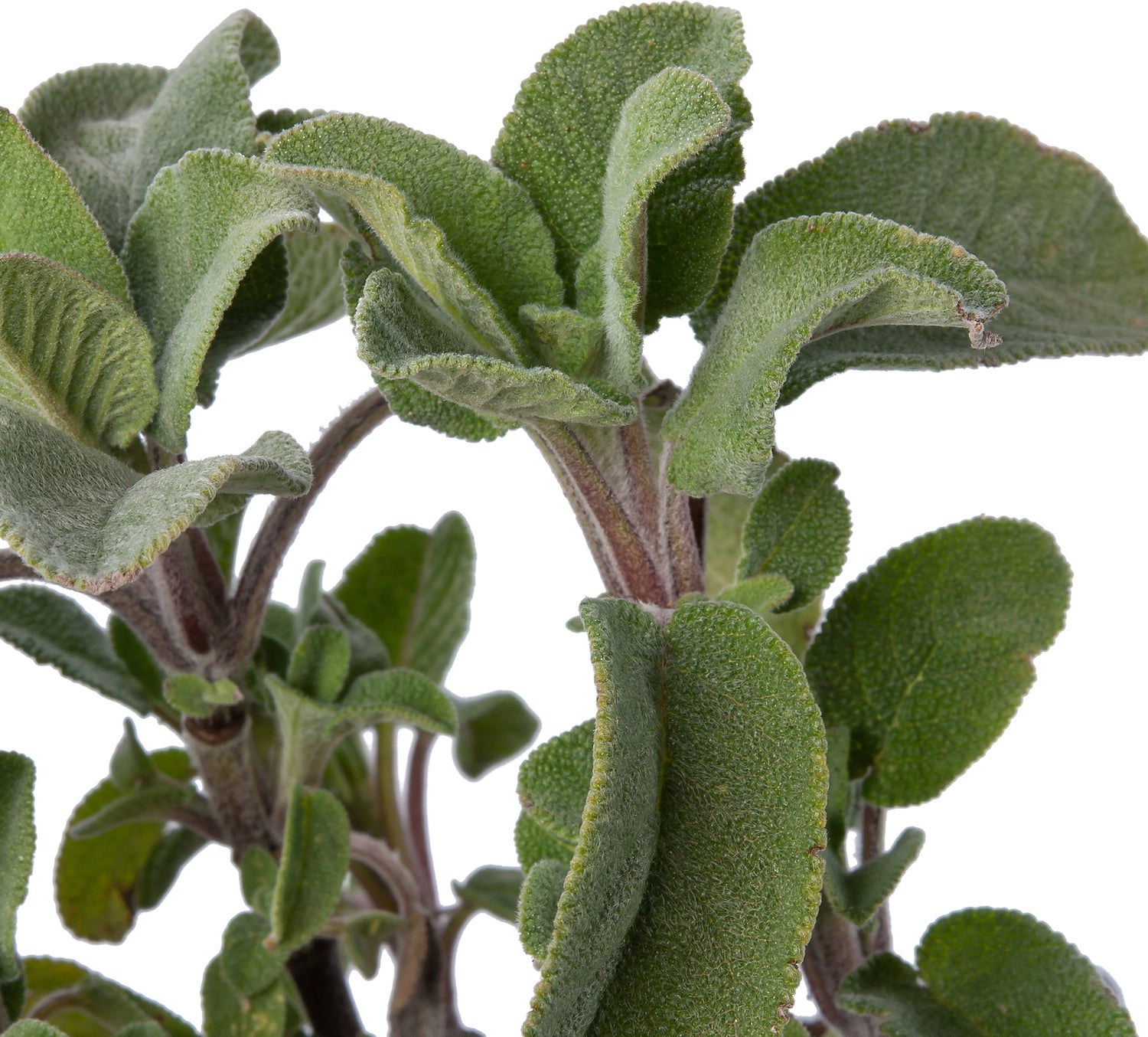 Salie (Salvia officinalis) D 9 H 10 cm