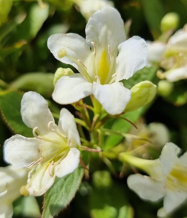 Weigelie 'Picobella'