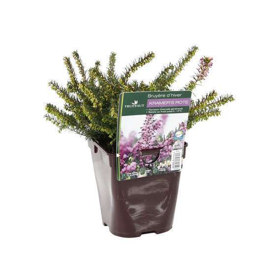 Erica x darleyensis 'Kramer's Rote' : ctr 1L
