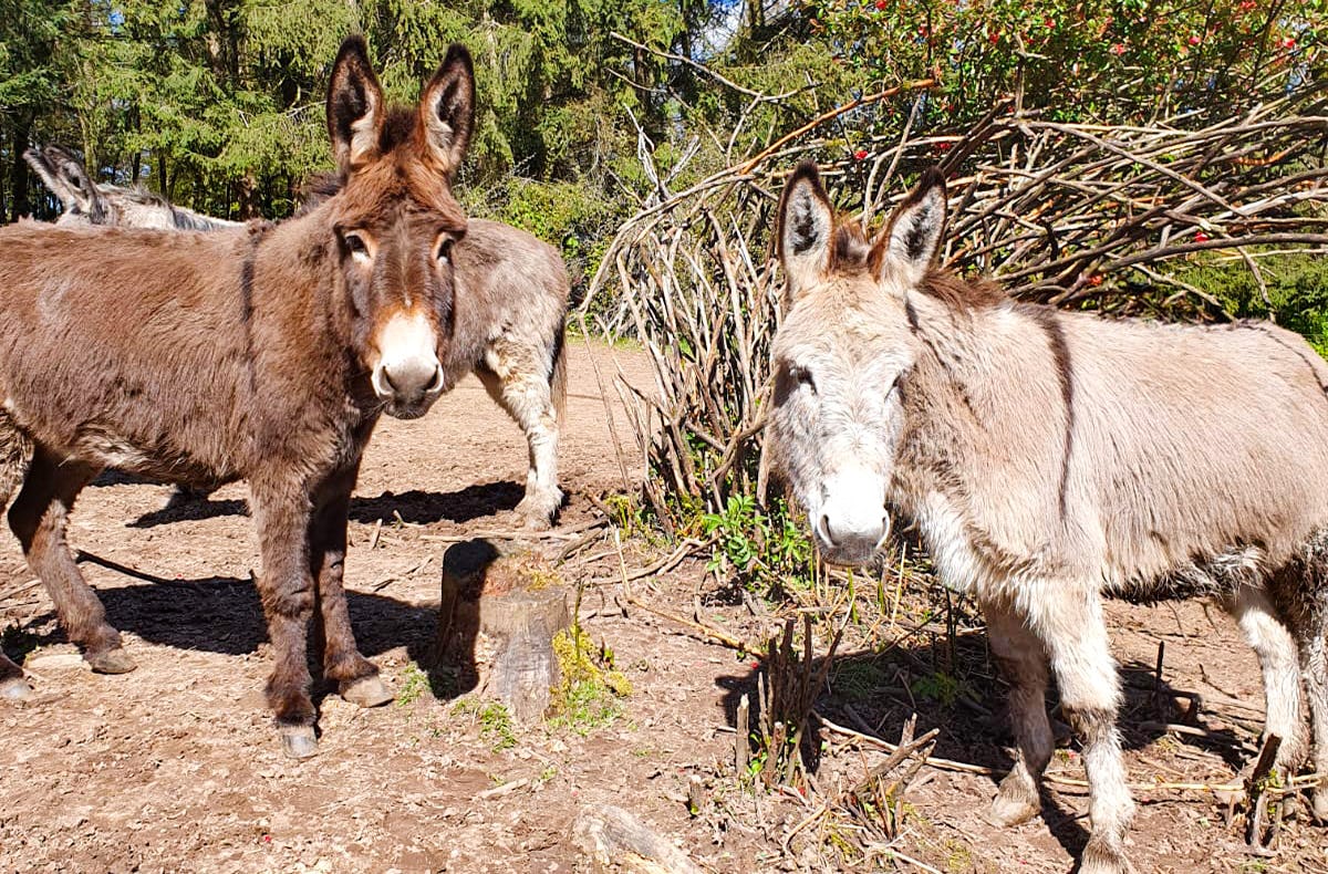 Eselwanderung Eppenbrunn für 2 (2 Std.)