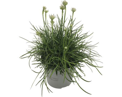 Vaste planten voor het voorjaar FloraSelf, diverse soorten, pot Ø 12 cm