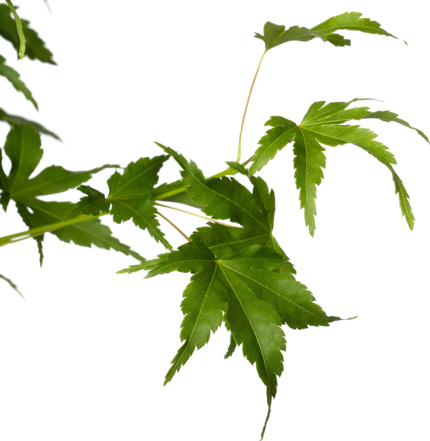 Japanse Esdoorn (Acer palmatum 'Going Green') D 19 H 45 cm