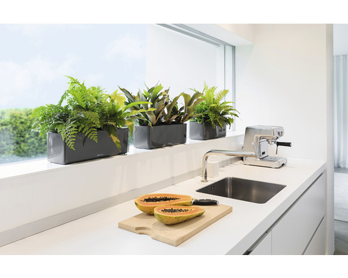 Lechuza Glossy Triple kunststof bloembak 40x14x14 cm antraciet incl. zelfbewateringssysteem en plantenbak
