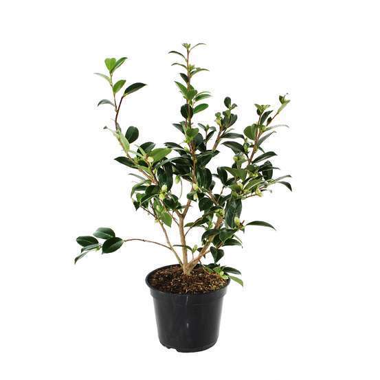 Camellia 'Sweet Jane' : H 40/50 cm, ctr 3 Litres