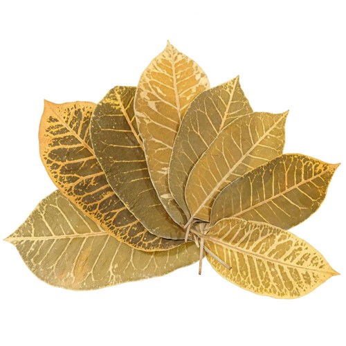 Feuilles leaf stripes
