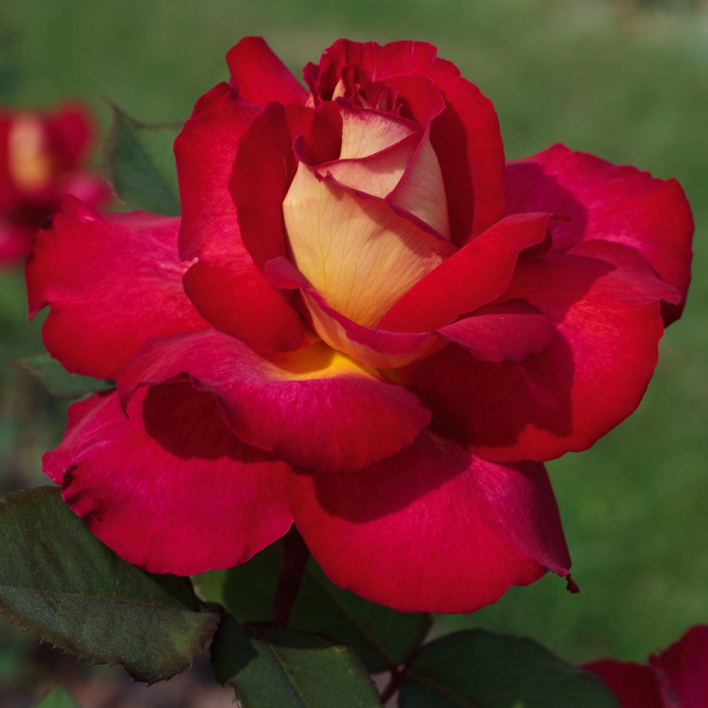 Rosier bolshoi ® meizuzes sans motte