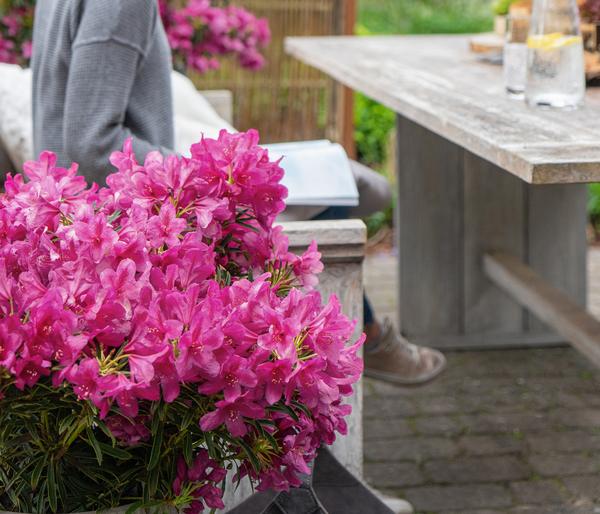 Rhododendron Grazeasy® Dark Pink