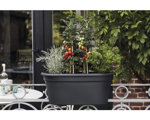 elho Green Basics Flower Bridge plantenbak, kunststof, 55x29x22 cm, groen, inclusief beugel