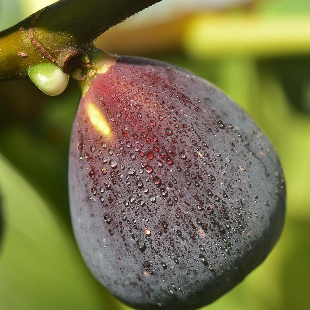 Figuier carica figality®/ficus carica figality®[-]pot de 10l - 60/80 cm