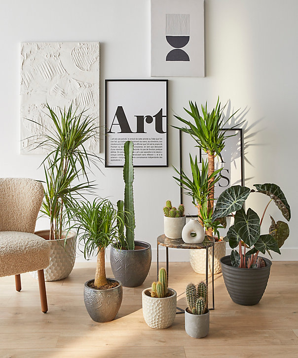 Dracaena lemon lime 21cm avec cache pot blanc