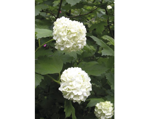 Dubbelbloemige sneeuwbalstruik, Echte sneeuwbalstruik Viburnum opulus 'Roseum' H 80-100 cm Co 10 L