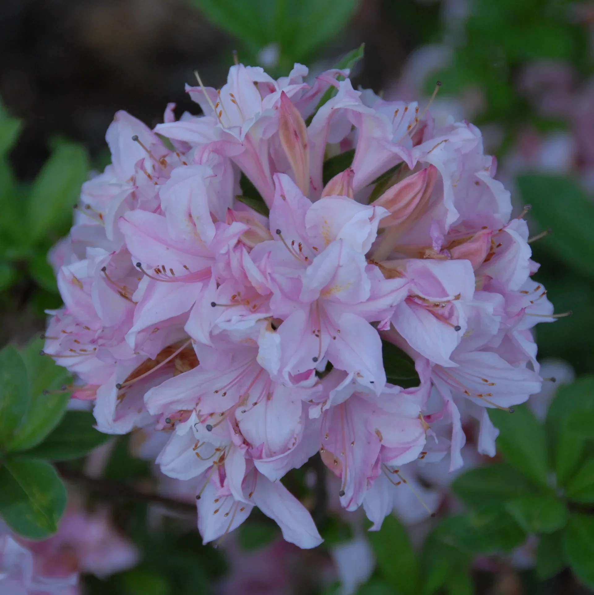 Rhododendron (Viscosa-Group) 'Soir de Paris' Asalea 'Soir de Paris' Ø23 cm