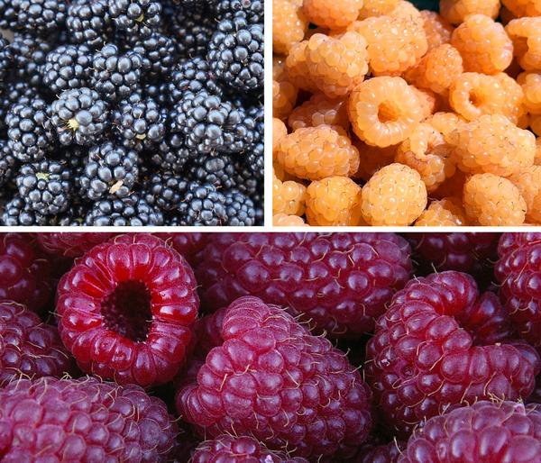 Himbeer-Brombeer-Set Gesund & Lecker, 3-teilig