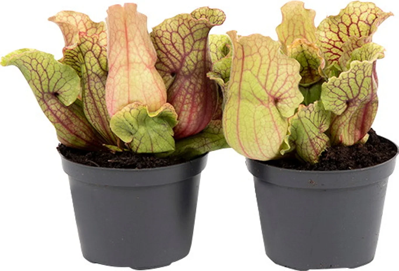 Sarracenia Flytrompet Høyde 35 cm