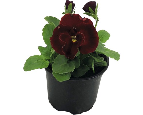 Pansy FloraSelf Viola wittrockiana Ø 9 cm pot willekeurige variëteitselectie