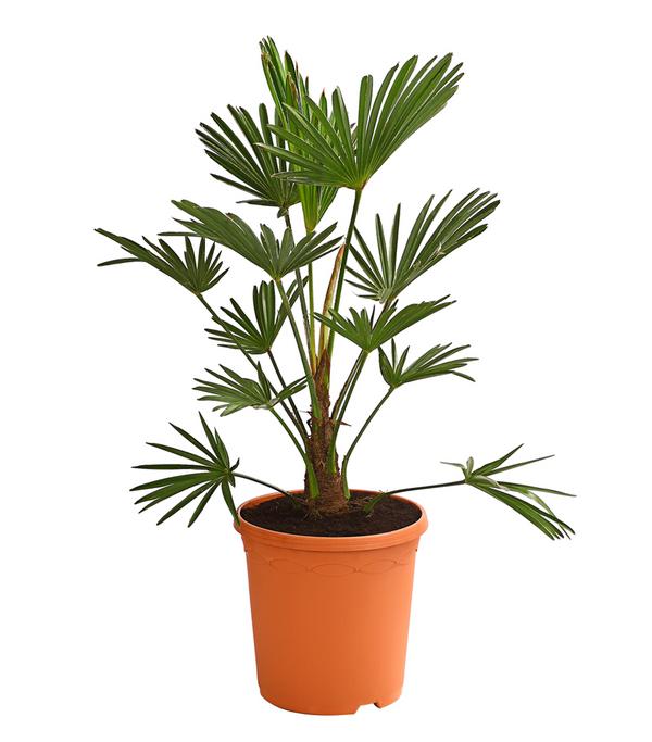 Wagners Hanfpalme