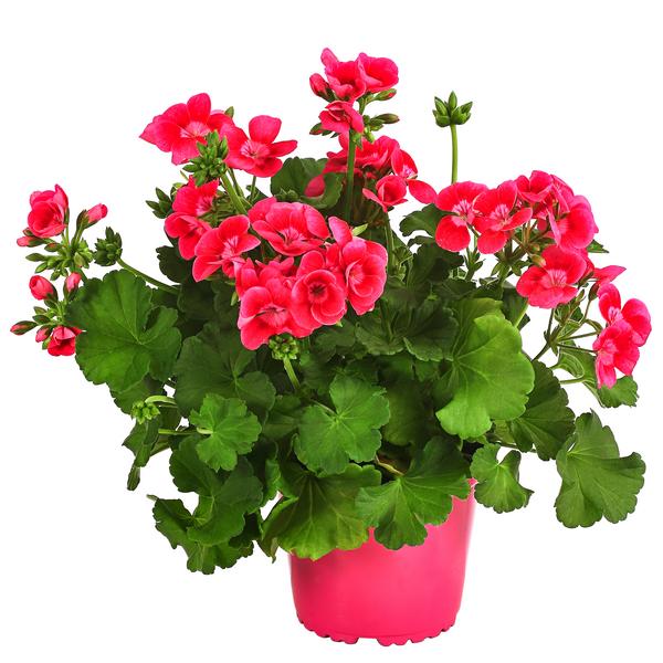 Stehende Geranie 'Pretty Little®'
