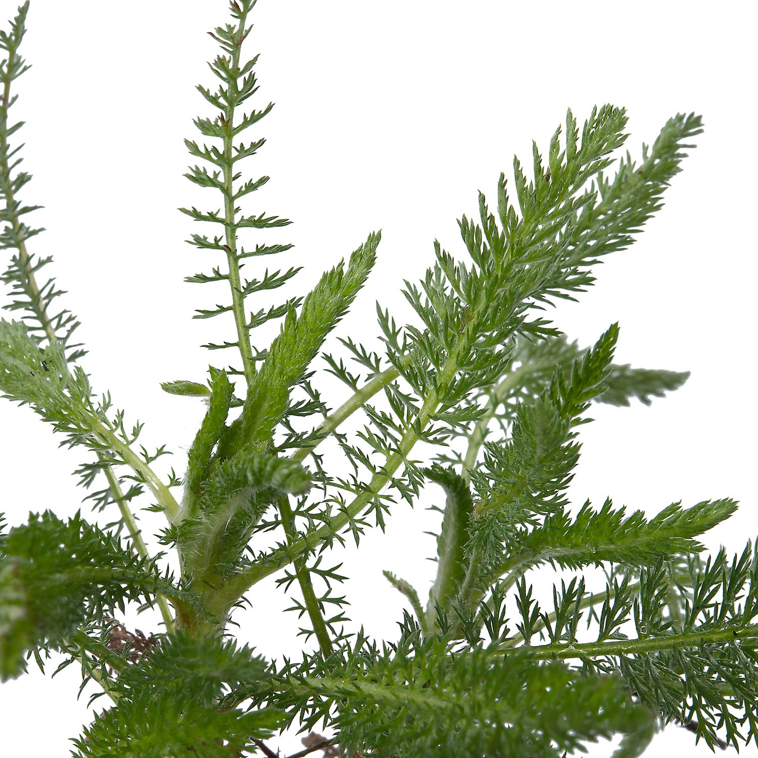 Duizendblad (Achillea millefolium 'Paprika') D 9 H 10 cm
