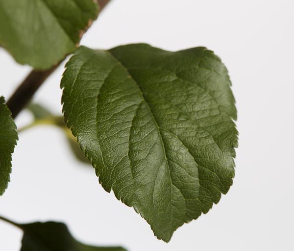 Herbstapfel 'Rubinola'